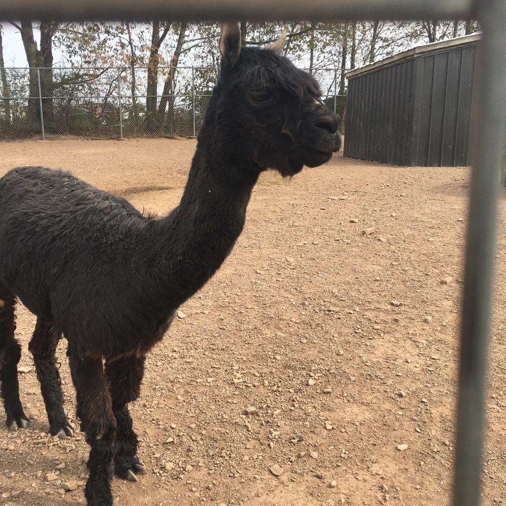 Meet your Posher, Isabel